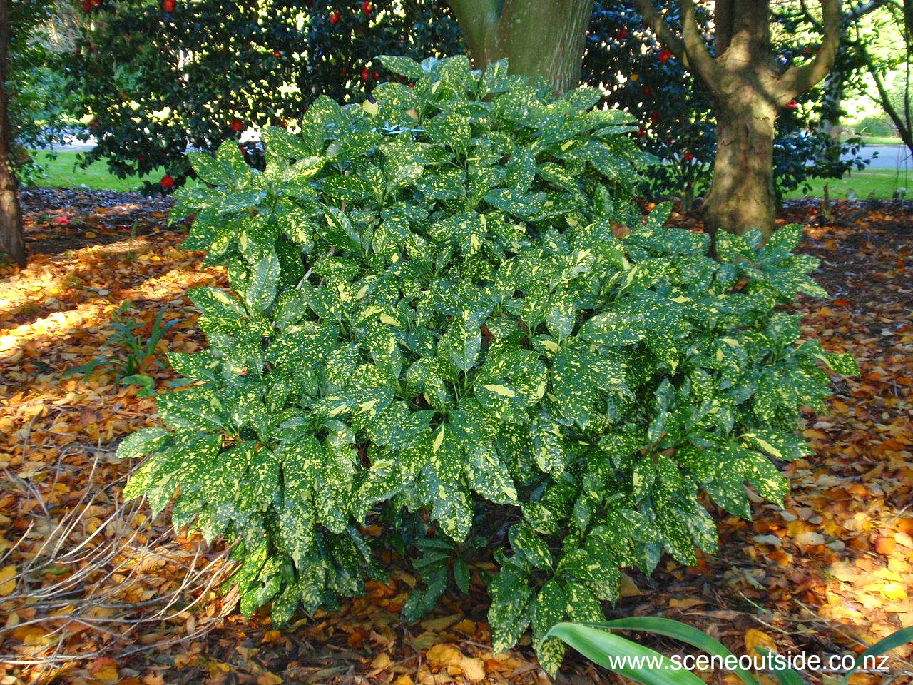 aucuba-japonica-crotonifolia.jpg