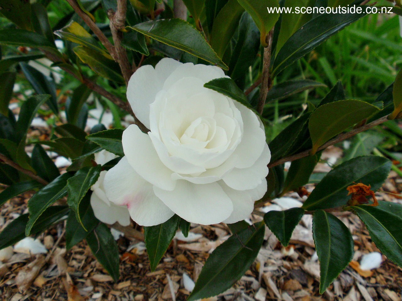 camellia-early-pearly-1.jpg
