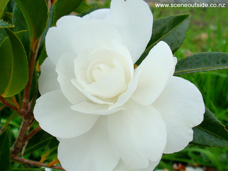camellia-early-pearly.jpg