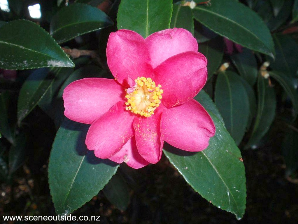 camellia-kanjiro-2.jpg