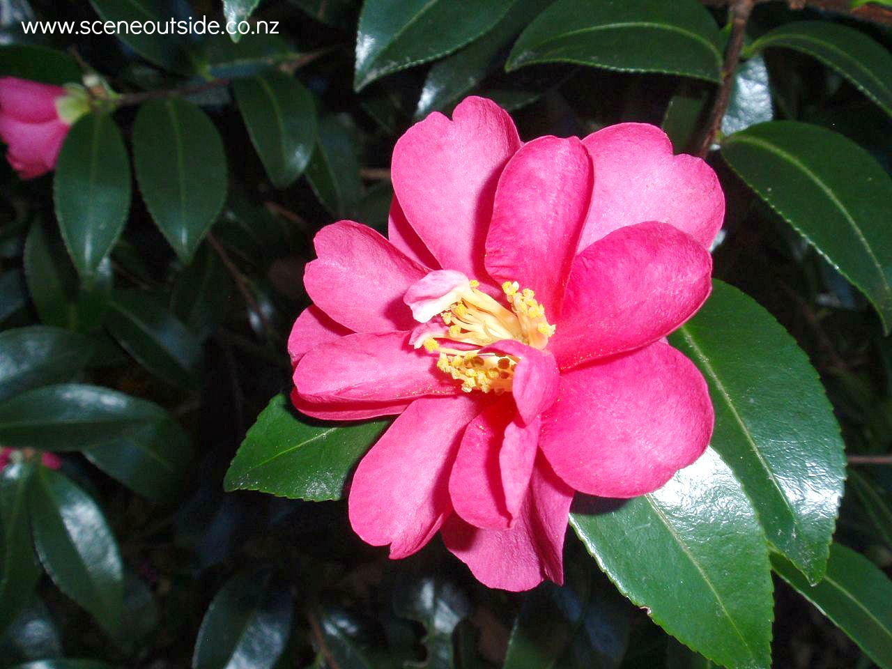 camellia-kanjiro.jpg