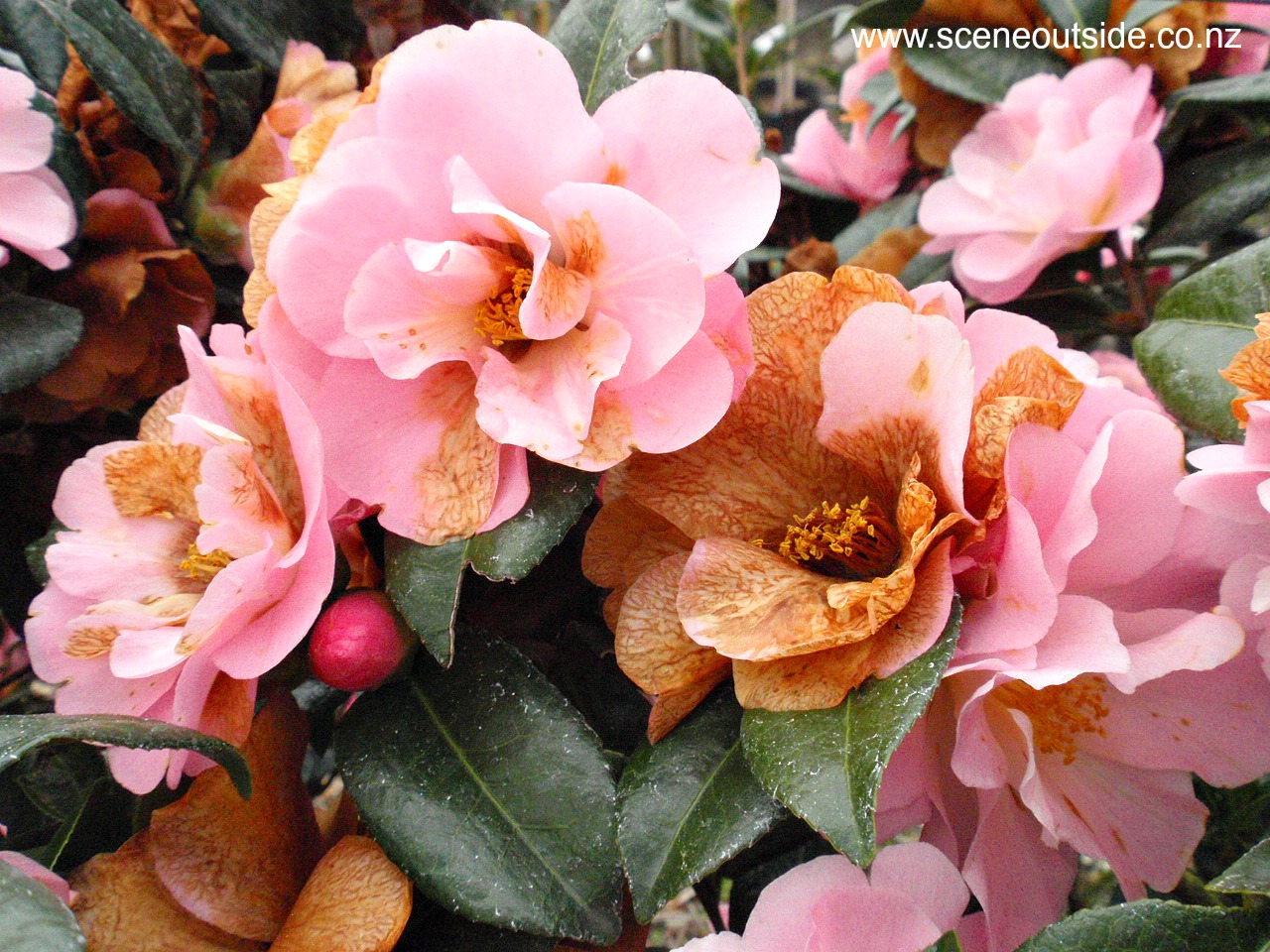 camellia-nicky-crisp-2.jpg