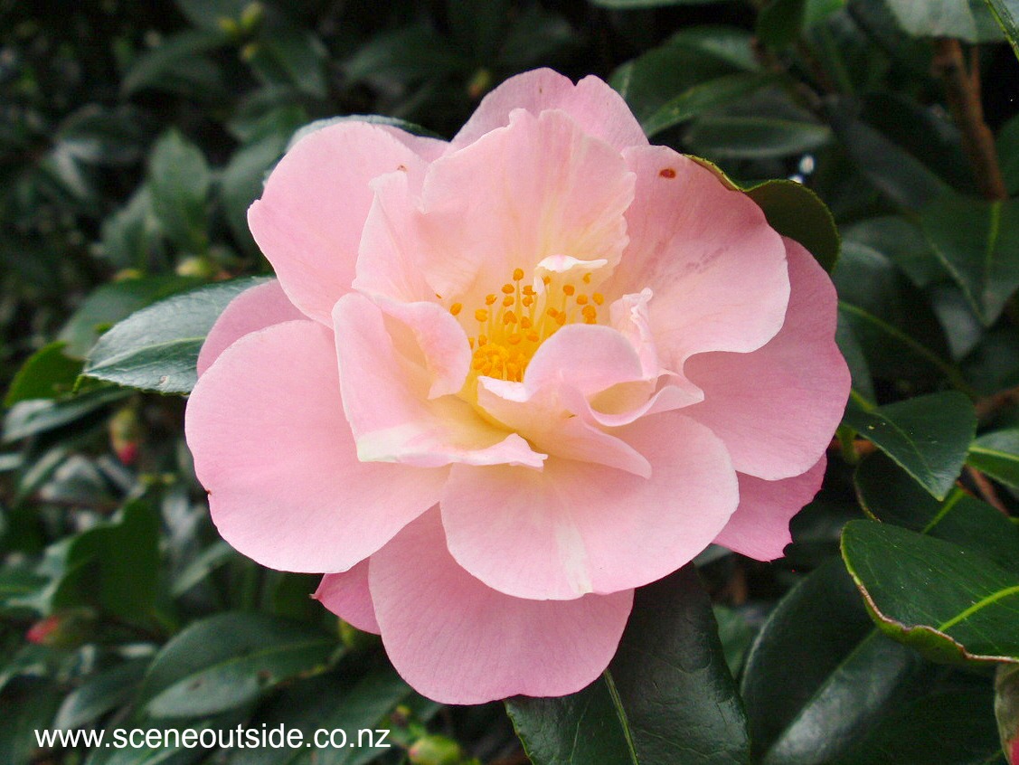 camellia-nicky-crisp.jpg