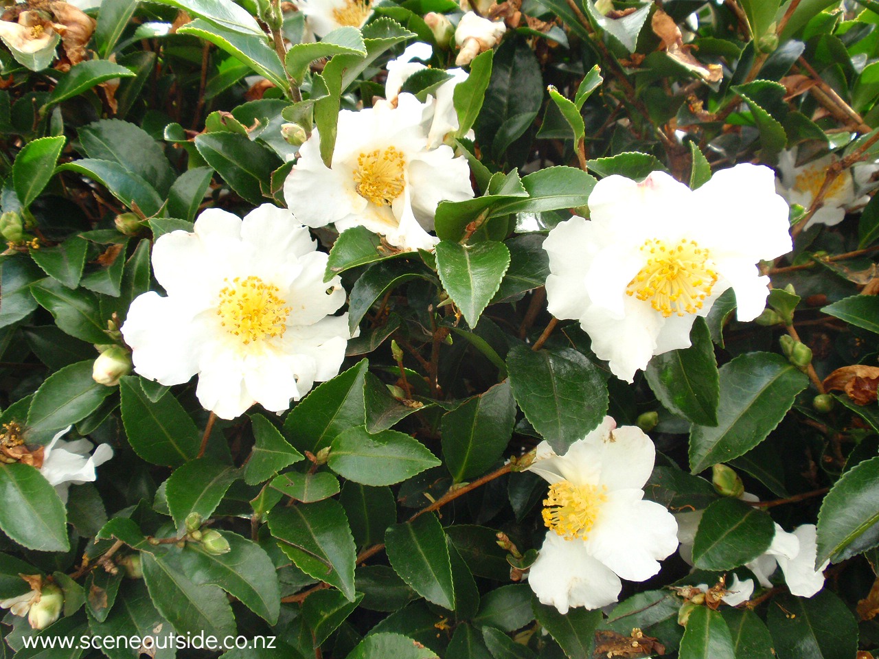 camellia-setsugekka.jpg