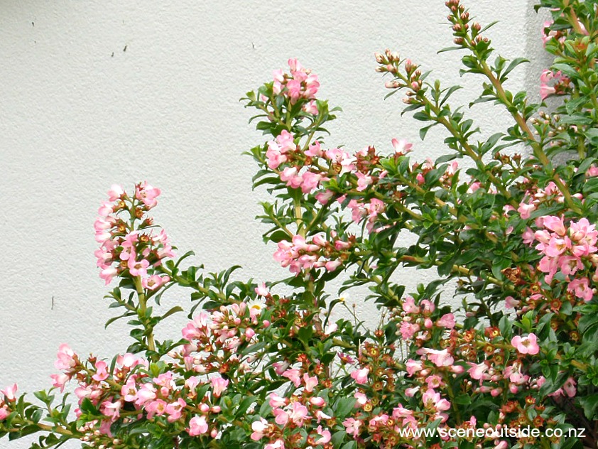 escallonia-apple-blossom-1.jpg