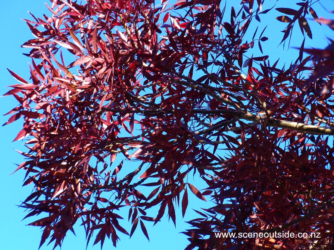 fraxinus-angustifolia-raywood-1.jpg