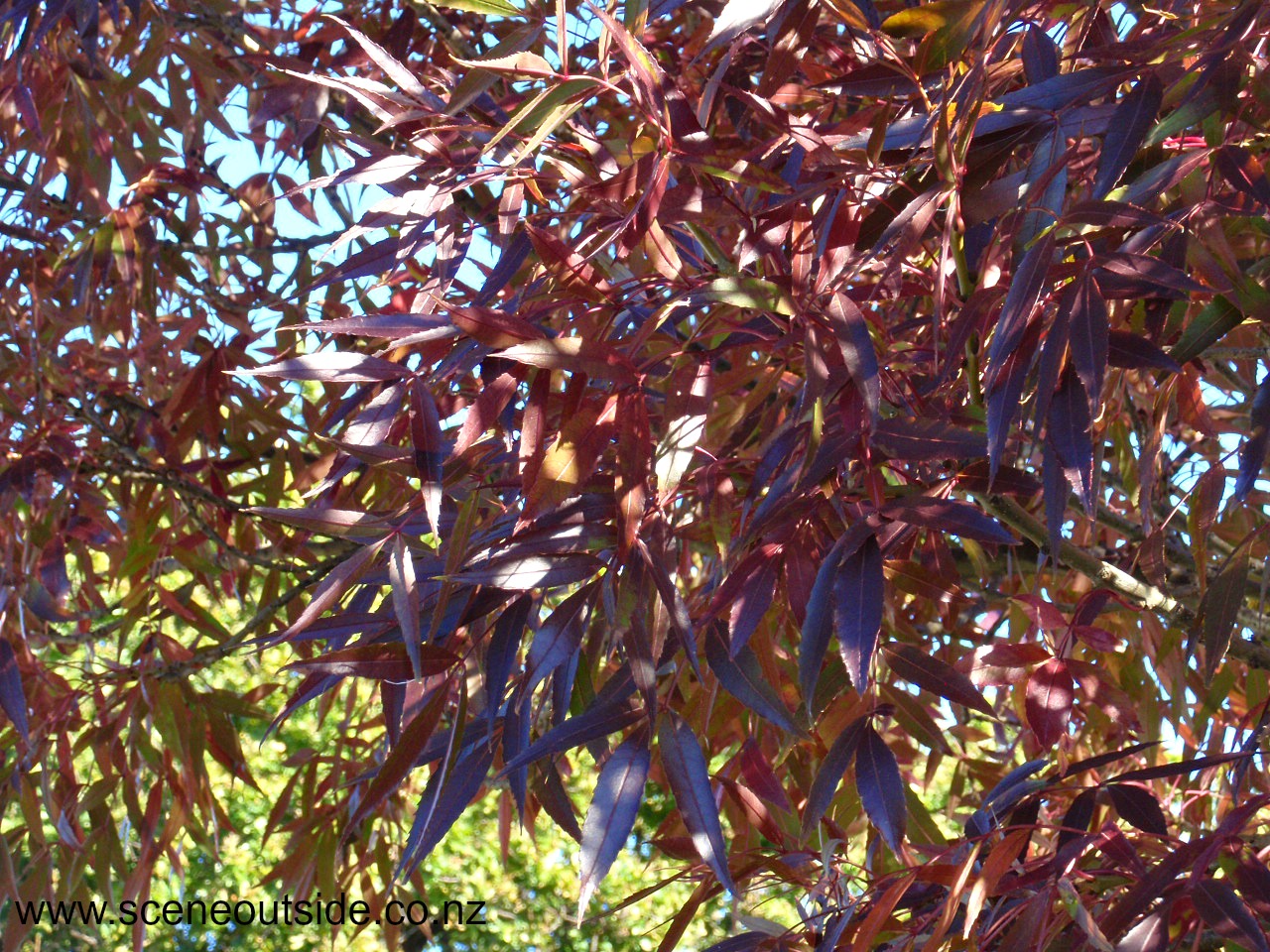 fraxinus-angustifolia-raywood.jpg