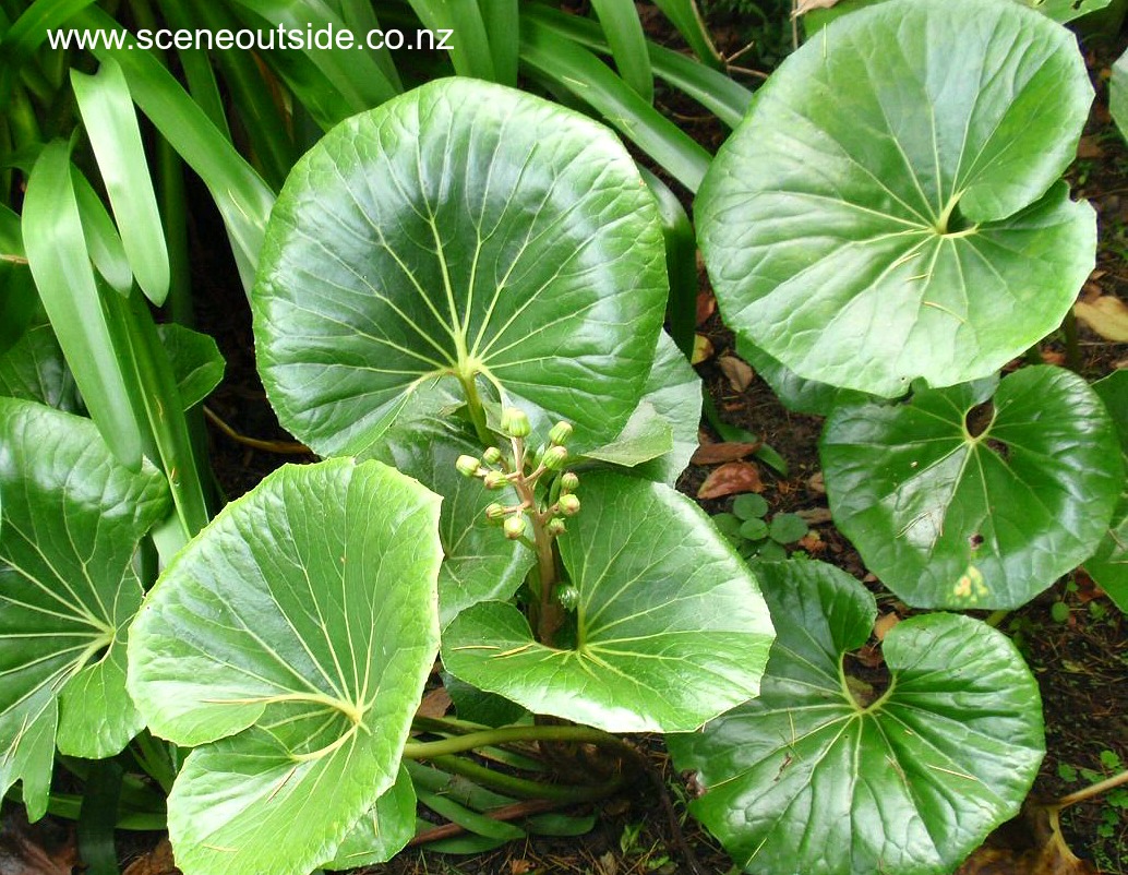 ligularia-japonicum-giganteum-leaves.jpg