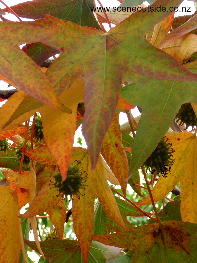 liquidambar-styraciflua-foliage.jpg