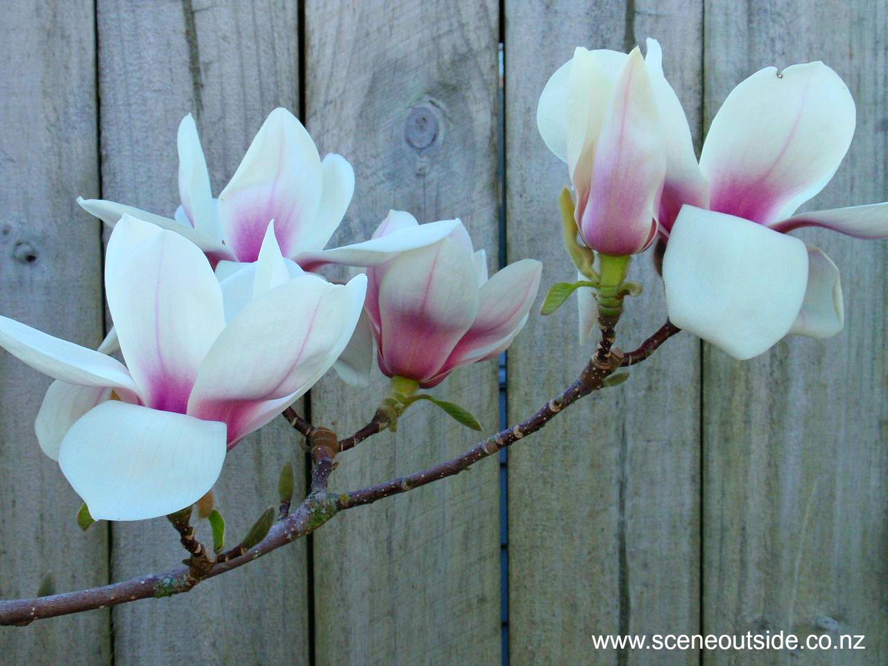 magnolia-athene-2.jpg