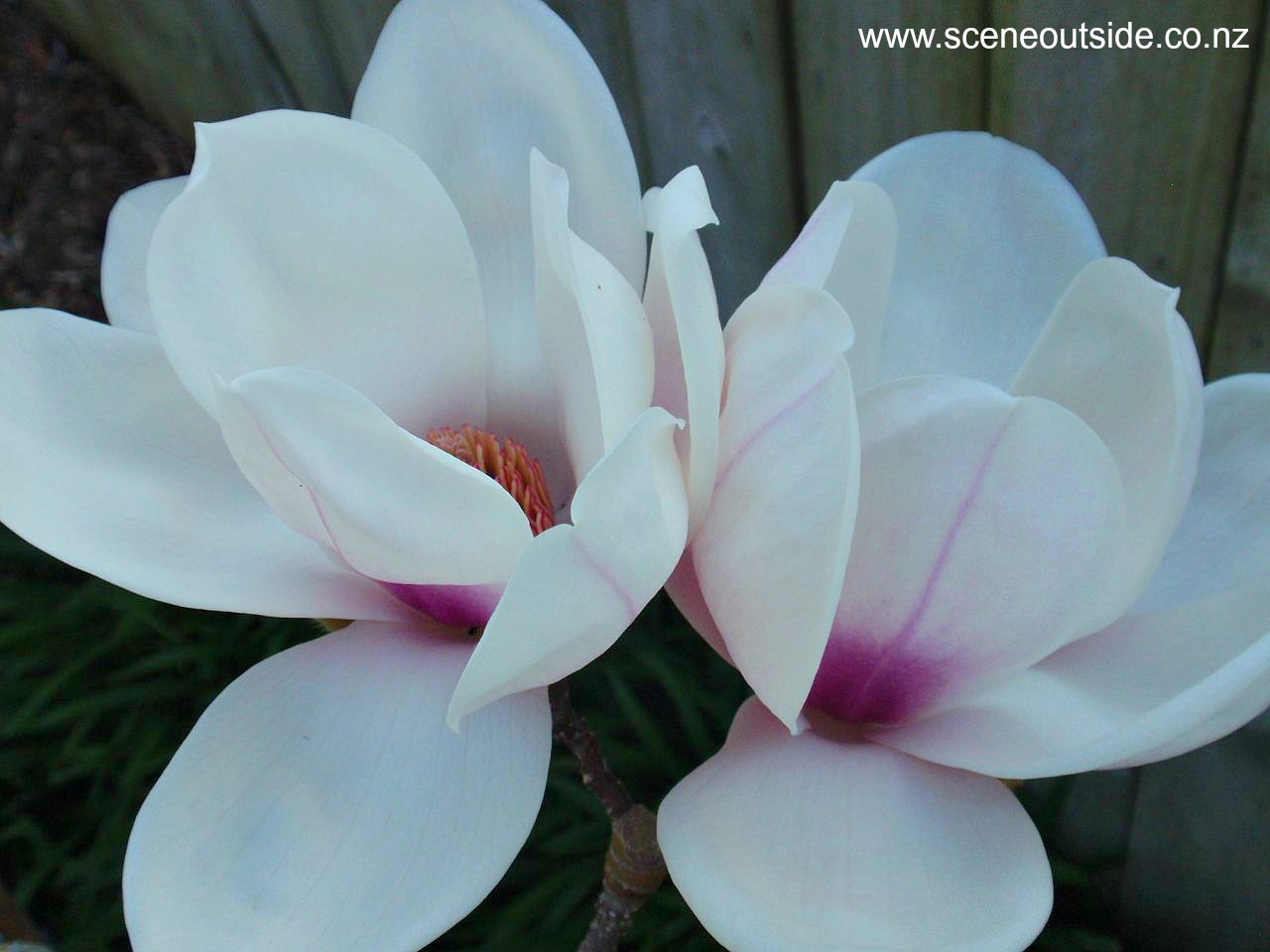 magnolia-athene.jpg