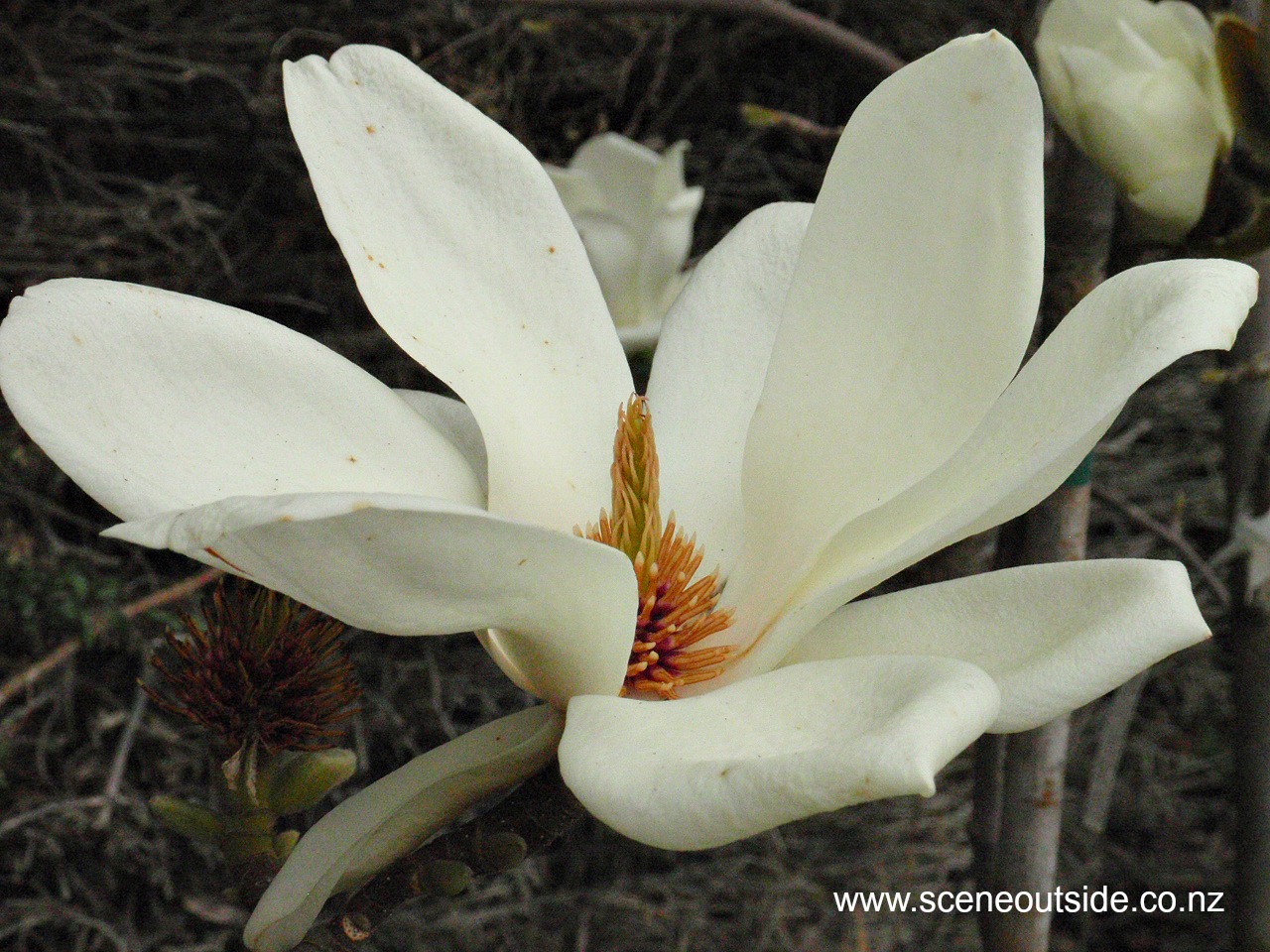 magnolia-denudata-1.jpg