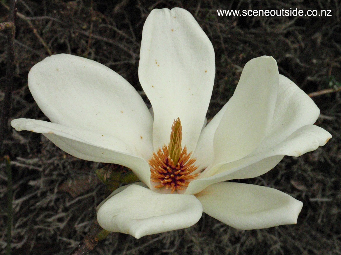 magnolia-denudata-2.jpg