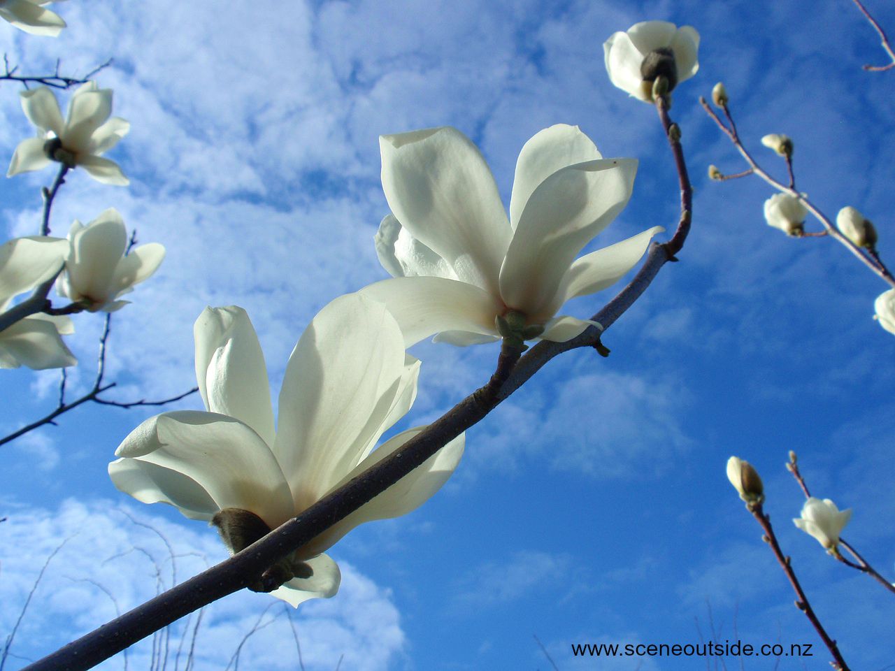 magnolia-denudata-3.jpg