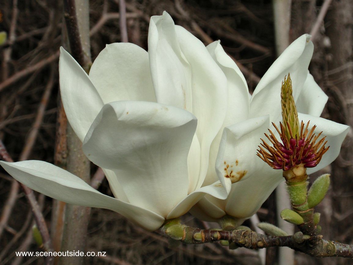 magnolia-denudata-5.jpg
