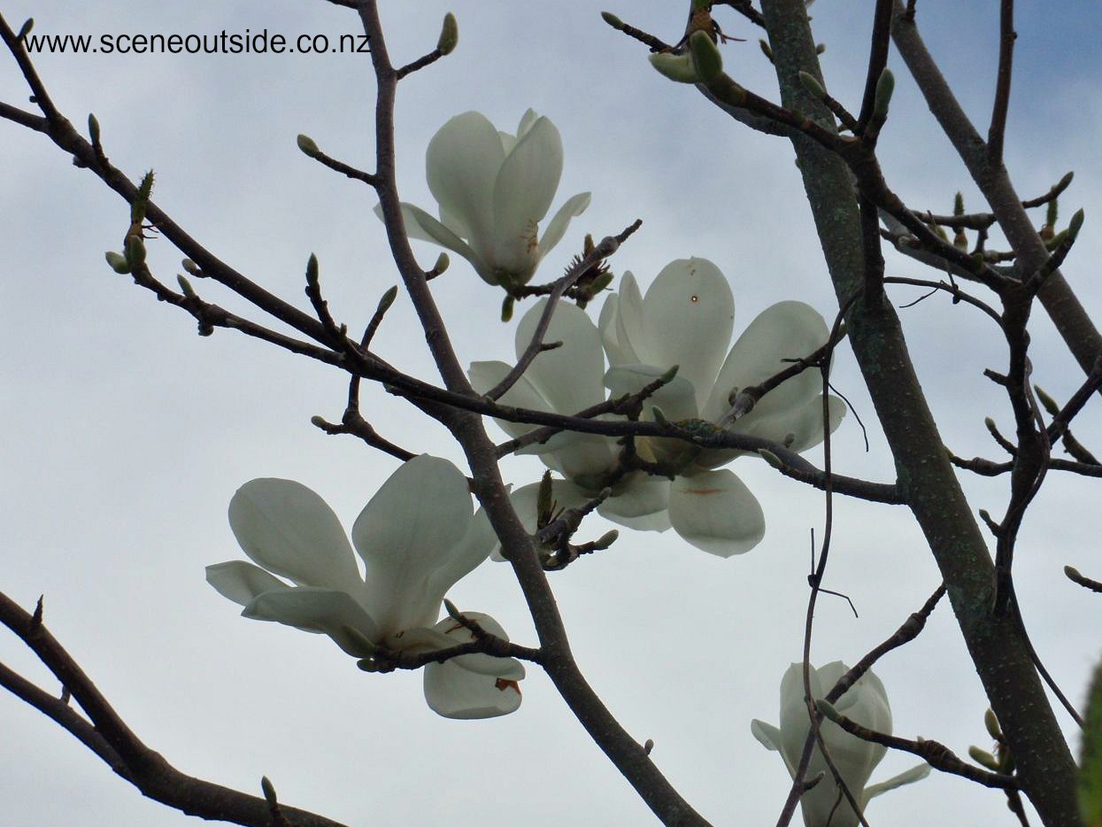 magnolia-denudata.jpg