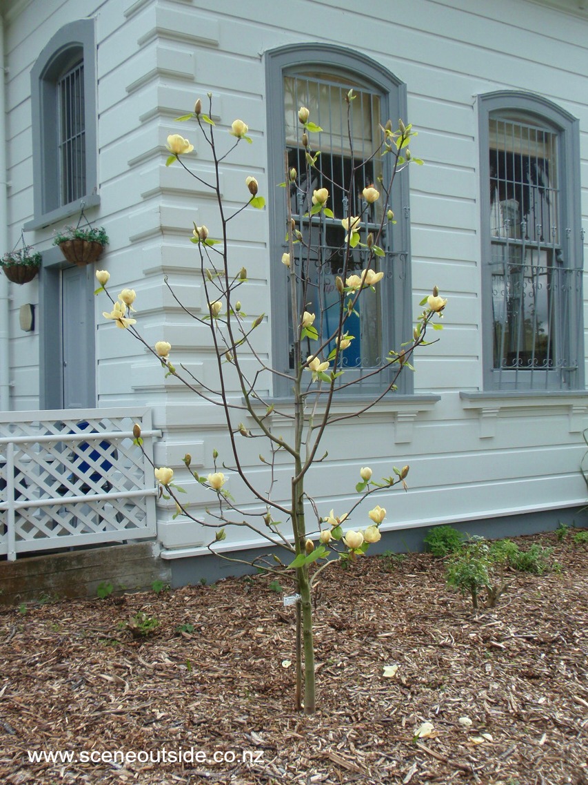 magnolia-honey-tulip-2.jpg