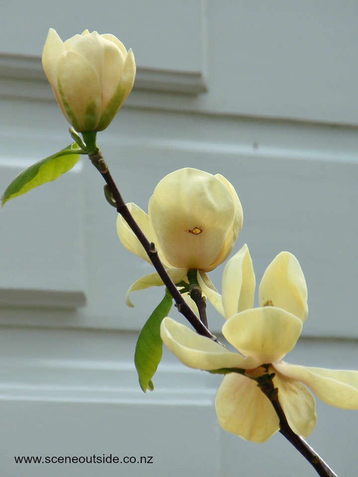 magnolia-honey-tulip-3.jpg