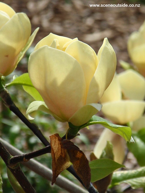 magnolia-honey-tulip-4.jpg