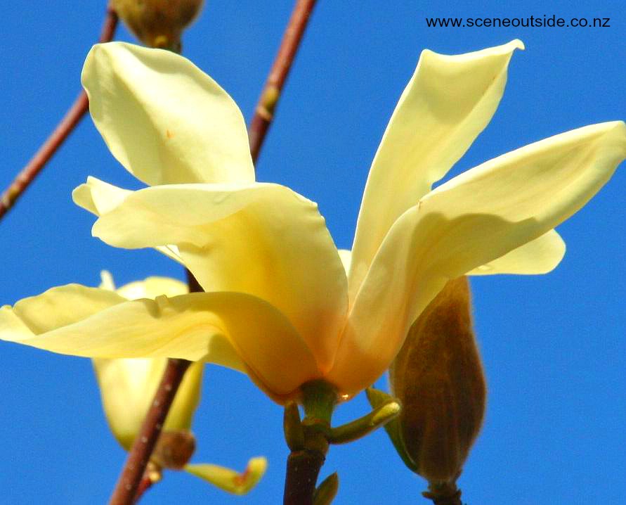 magnolia-sundance.jpg
