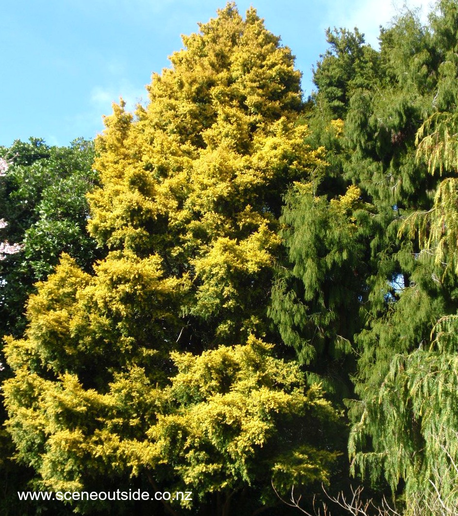 podocarpus-totara-aurea-1.jpg