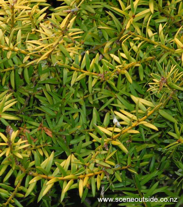 podocarpus-totara-aurea.jpg