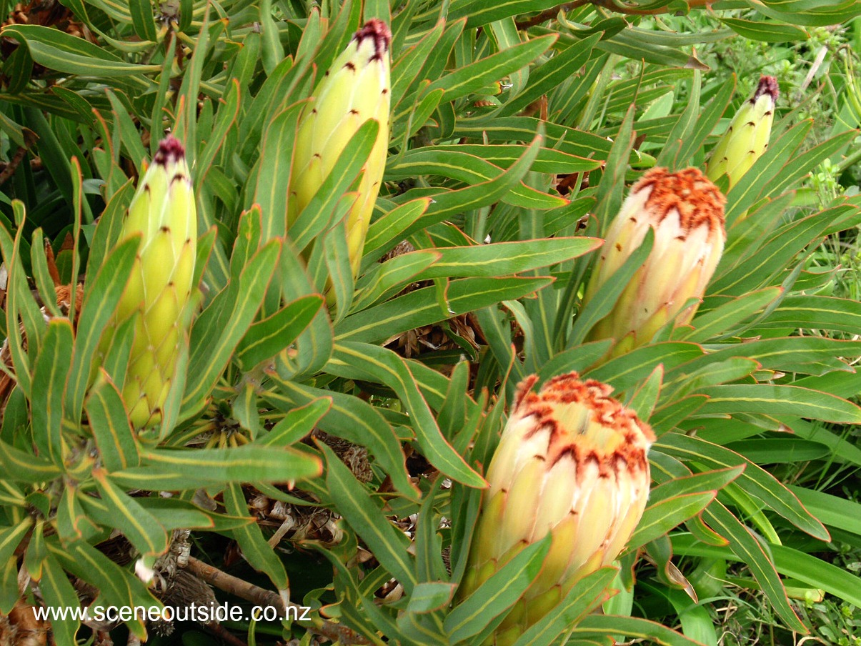 protea-neriifolia-limelight-1.jpg