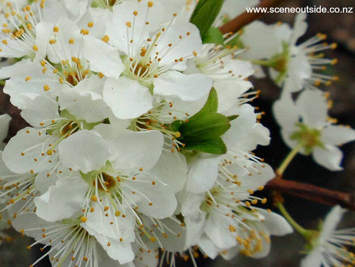 prunus-billington-flowers.jpg