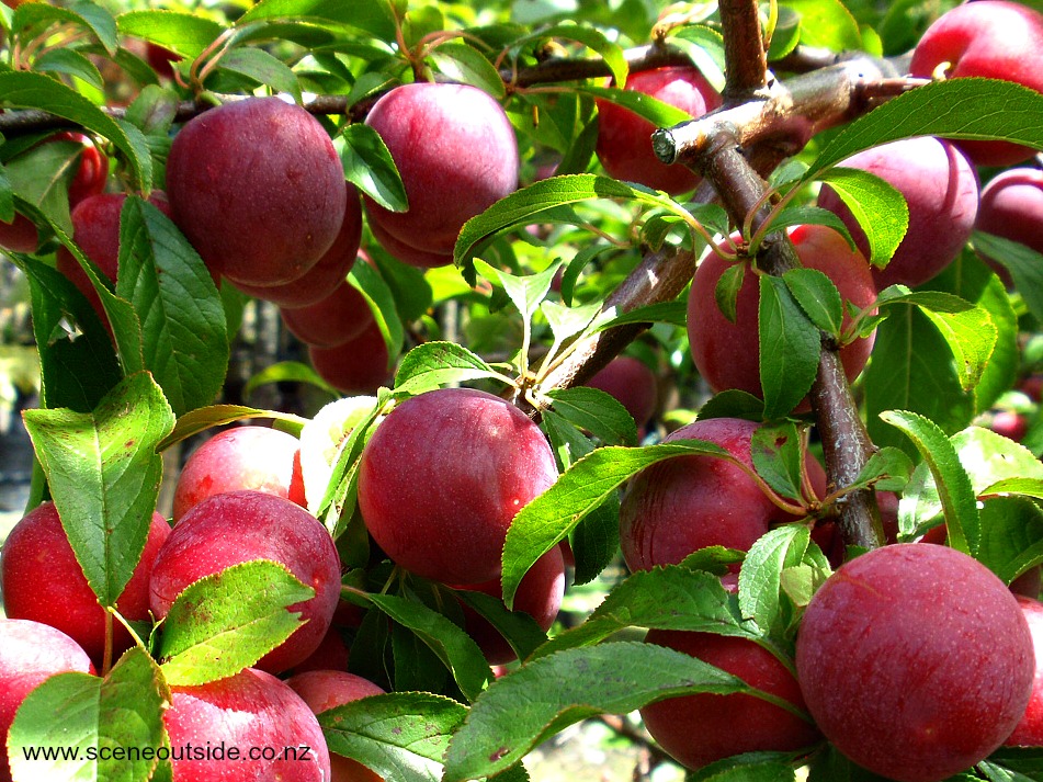 prunus-billington-fruit.jpg