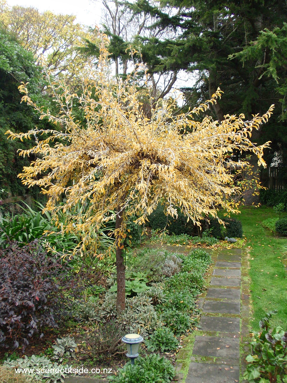 pyrus-salicifolia-pendula-autumn.jpg