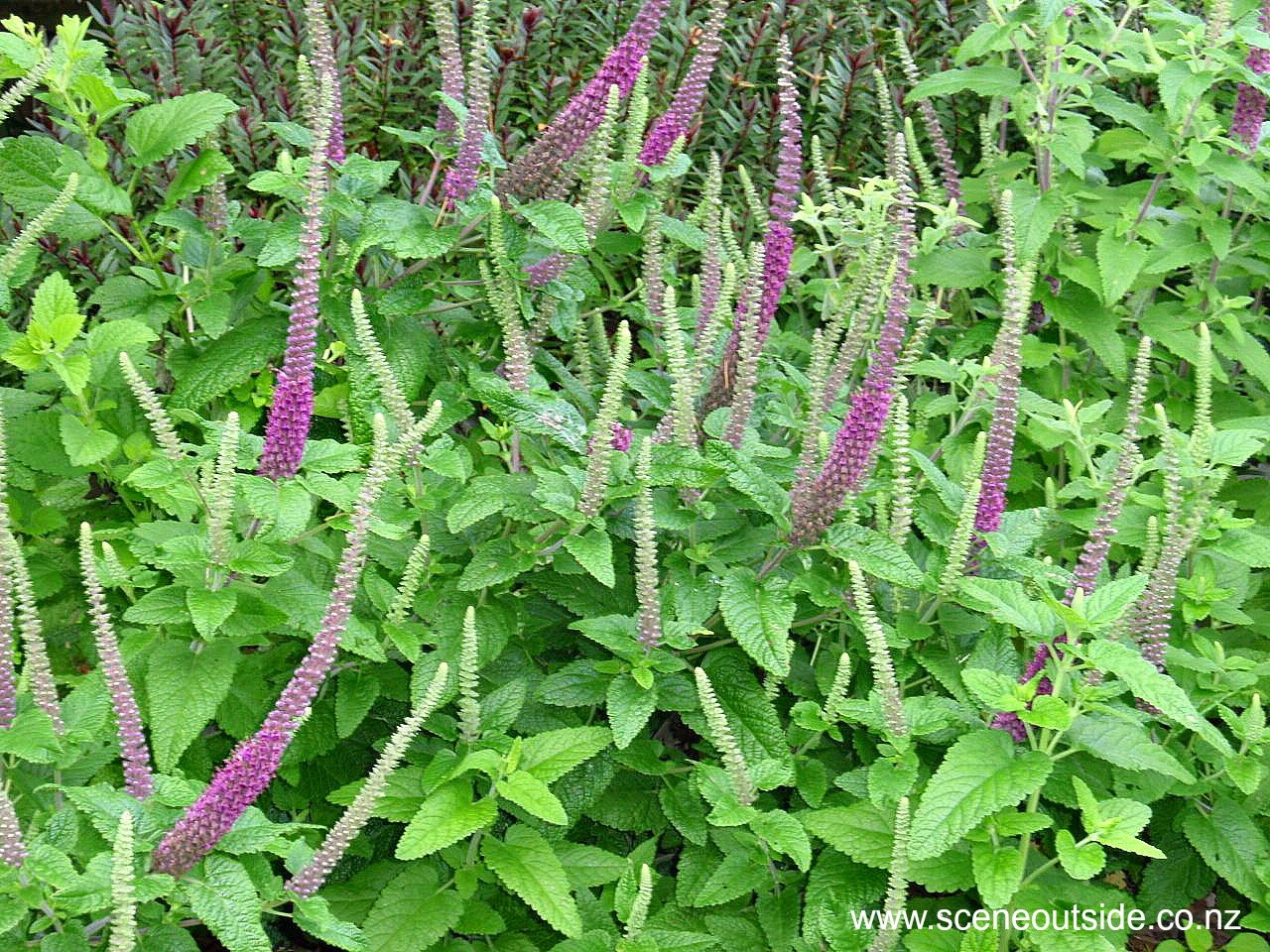 teucrium-hircanicum-purple-tails-2.jpg