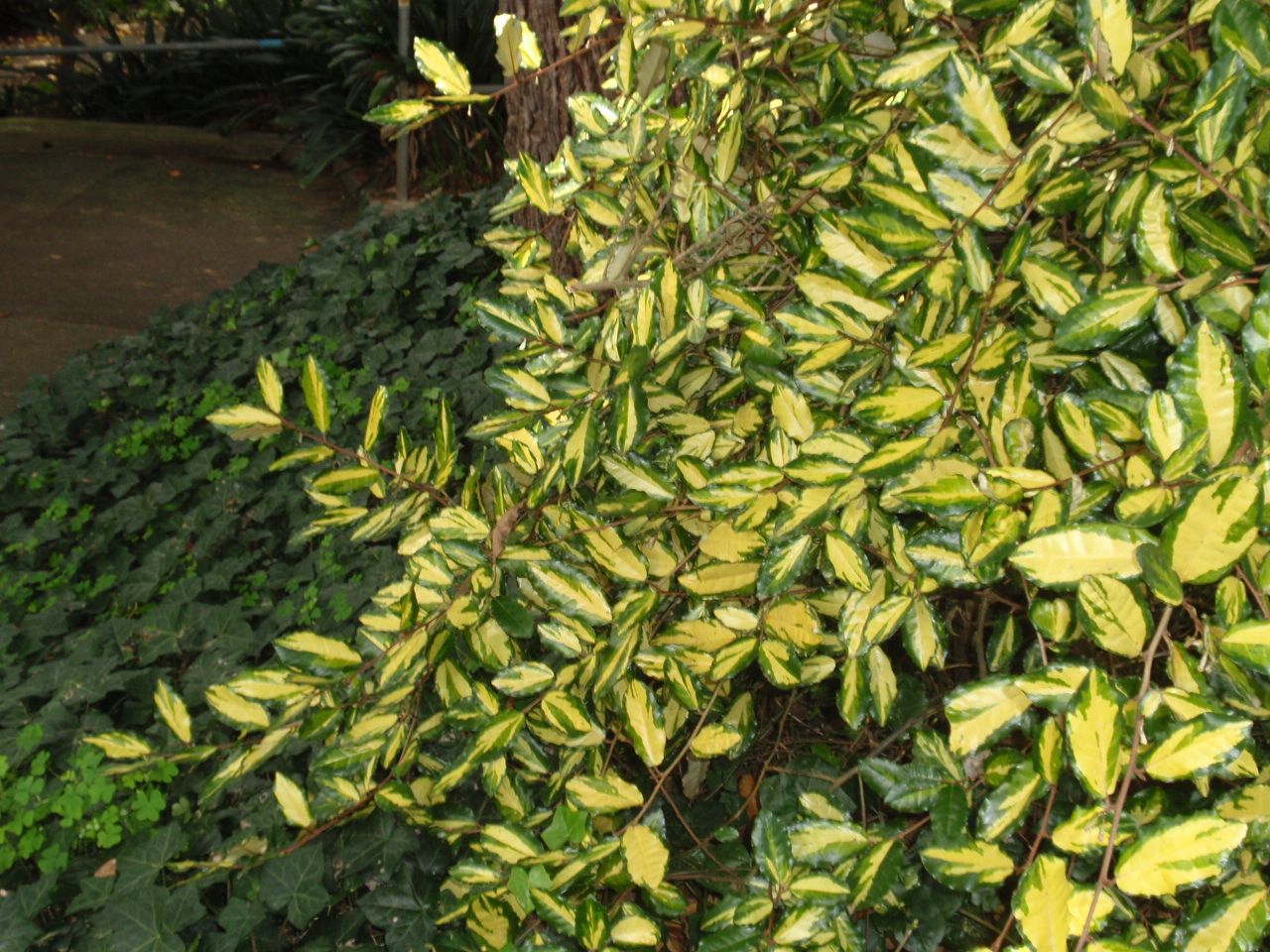 elaeagnus-pungens-maculata